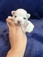 Hughie, a male Maltese for sale in Irvington, KY – Photo 2 of 7