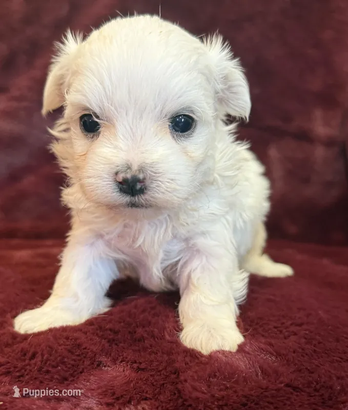 Hughie – Maltese puppy for sale in Irvington, KY