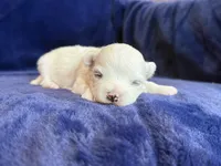 Hughie, a male Maltese for sale in Irvington, KY – Photo 3 of 7