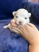 Hughie, a male Maltese for sale in Irvington, KY – Photo 4 of 7