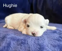 Hughie, a male Maltese for sale in Irvington, KY – Photo 1 of 7
