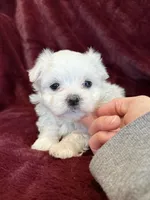 Helen, a female Maltese for sale in Irvington, KY – 5 of 10