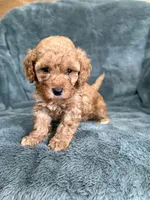 Red boy, a male Poodle - Toy  for sale in Irvington, KY – 8 of 8
