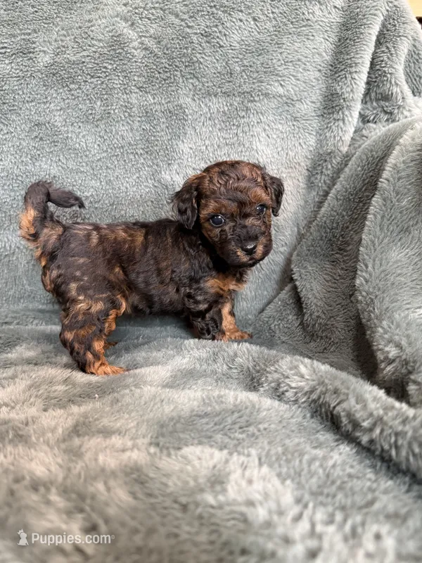 Phantom boy, a male Poodle - Toy  for sale in Irvington, KY – 1 of 10