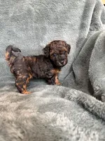 Phantom boy, a male Poodle - Toy  for sale in Irvington, KY – 1 of 10