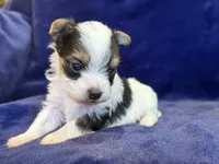 Yoshi, a male Yorkshire Terrier for sale in Irvington, KY – Photo 7 of 10