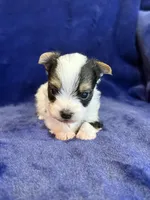 Yoshi, a male Yorkshire Terrier for sale in Irvington, KY – Photo 9 of 10
