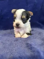 Yoshi, a male Yorkshire Terrier for sale in Irvington, KY – Photo 2 of 10