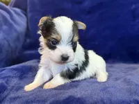 Yoshi, a male Yorkshire Terrier for sale in Irvington, KY – Photo 4 of 10