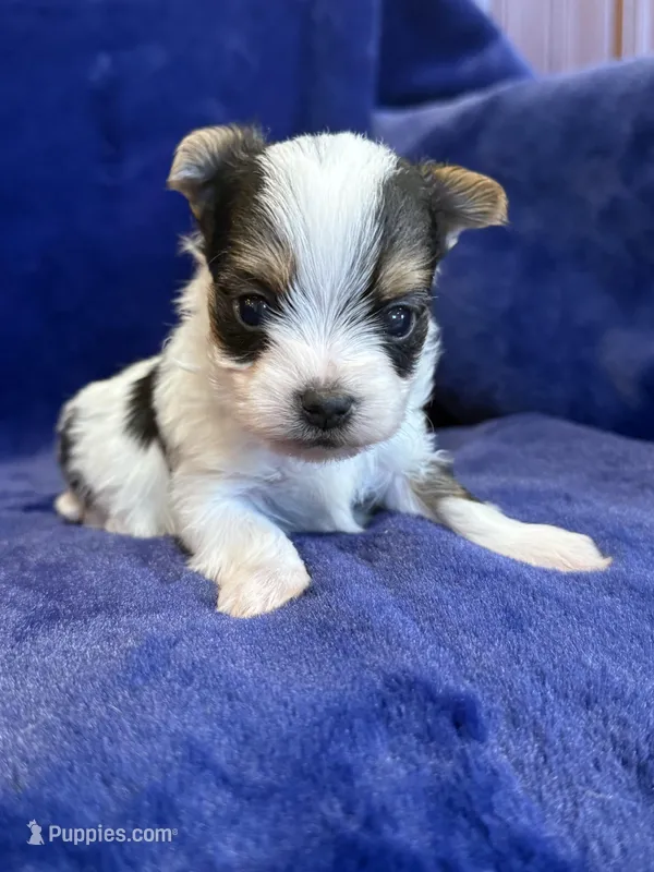 Yoshi, a male Yorkshire Terrier for sale in Irvington, KY – Photo 1 of 10