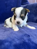 Yoshi, a male Yorkshire Terrier for sale in Irvington, KY – Photo 5 of 10
