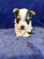 Yoshi, a male Yorkshire Terrier for sale in Irvington, KY – Photo 10 of 10