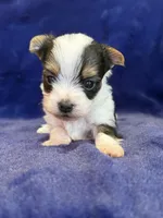 Yoshi, a male Yorkshire Terrier for sale in Irvington, KY – Photo 6 of 10