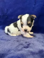 Yoshi, a male Yorkshire Terrier for sale in Irvington, KY – Photo 8 of 10