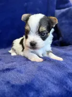 Yoshi, a male Yorkshire Terrier for sale in Irvington, KY – Photo 3 of 10
