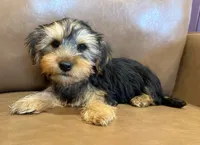 Apollo, a male Yorkshire Terrier for sale in Irvington, KY – 2 of 10