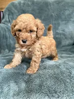 Red boy, a male Poodle - Toy  for sale in Irvington, KY – 7 of 8