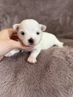 Hazel, a female Maltese for sale in Irvington, KY – Photo 7 of 8