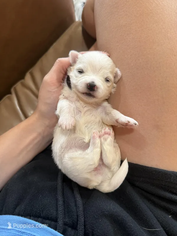 Hazel – Maltese puppy for sale in Irvington, KY