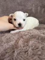 Hazel, a female Maltese for sale in Irvington, KY – Photo 4 of 8