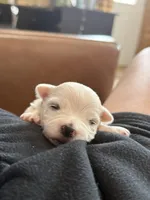 Hazel, a female Maltese for sale in Irvington, KY – Photo 6 of 8