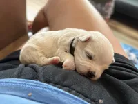 Hazel, a female Maltese for sale in Irvington, KY – Photo 5 of 8