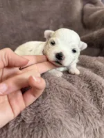 Hazel, a female Maltese for sale in Irvington, KY – Photo 3 of 8