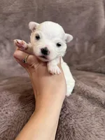 Hazel, a female Maltese for sale in Irvington, KY – Photo 2 of 8