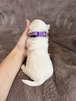 Hazel, a female Maltese for sale in Irvington, KY – Photo 8 of 8