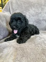 Paisley, a female Yorkipoo for sale in Irvington, KY – 3 of 10