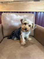 Callie, a female Yorkshire Terrier for sale in Irvington, KY – 4 of 6