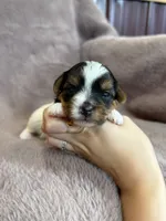 Star, a female Yorkshire Terrier for sale in Irvington, KY – 4 of 5