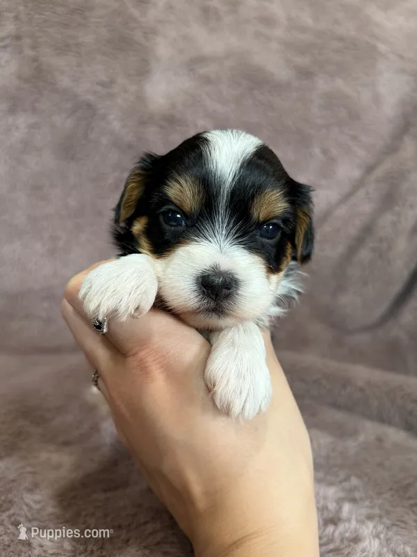 Sandy – Yorkshire Terrier puppy for sale in Irvington, KY
