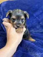 Barley, a male Yorkshire Terrier for sale in Irvington, KY – 4 of 8