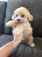 Dewdrop, a male Maltipoo for sale in Irvington, KY – 4 of 10