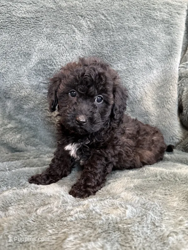Bob – Poodle - Toy  puppy for sale in Irvington, KY