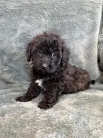 Bob, a male Poodle - Toy  for sale in Irvington, KY – 1 of 8