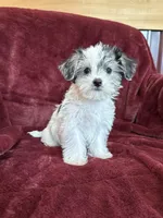 Cleo, a female Morkie for sale in Irvington, KY – 3 of 9