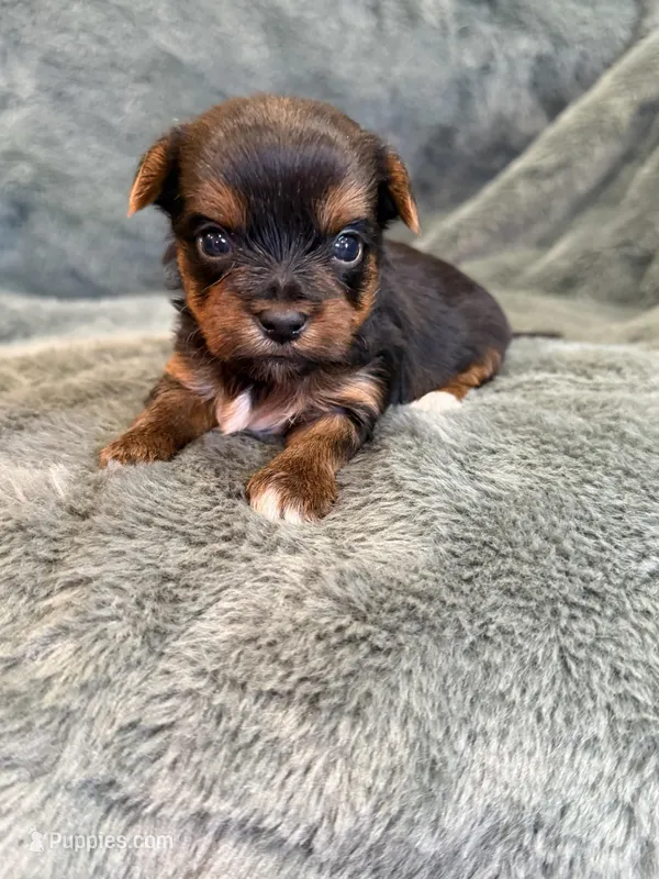 Daffodil – Yorkshire Terrier puppy for sale in Irvington, KY