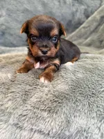 Daffodil, a female Yorkshire Terrier for sale in Irvington, KY – Photo 1 of 6
