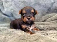 Daffodil, a female Yorkshire Terrier for sale in Irvington, KY – Photo 5 of 6
