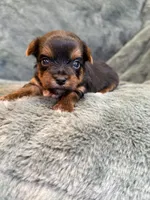 Daffodil, a female Yorkshire Terrier for sale in Irvington, KY – Photo 2 of 6