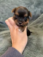 Daffodil, a female Yorkshire Terrier for sale in Irvington, KY – Photo 3 of 6