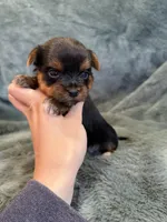 Daffodil, a female Yorkshire Terrier for sale in Irvington, KY – Photo 4 of 6