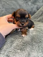 Daffodil, a female Yorkshire Terrier for sale in Irvington, KY – Photo 6 of 6