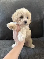 Dewdrop, a male Maltipoo for sale in Irvington, KY – 7 of 10