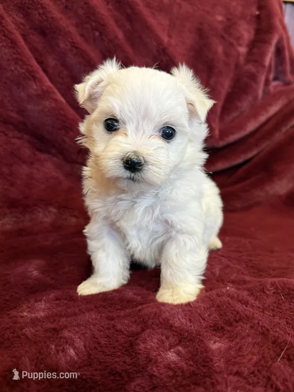 Hazel – Maltese puppy for sale in Irvington, KY