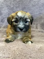 Fannie, a female Maltese and Yorkshire Terrier for sale in Irvington, KY – 10 of 10