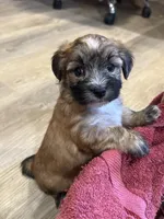 Fannie, a female Maltese and Yorkshire Terrier for sale in Irvington, KY – 2 of 10