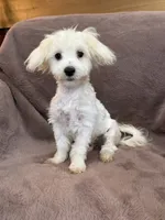 Hannah, a female Maltese for sale in Irvington, KY – 4 of 10